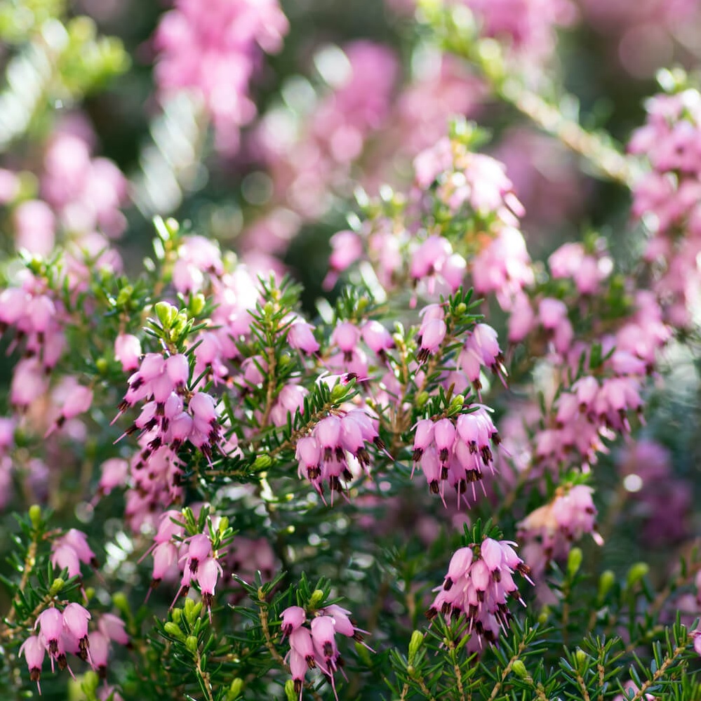 Erica darl. 'Kramers Rote'  - Winterheide rood