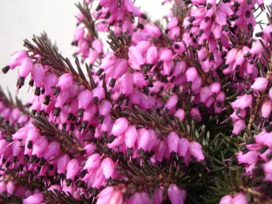 Erica darl. 'Kramers Rote'  - Winterheide rood