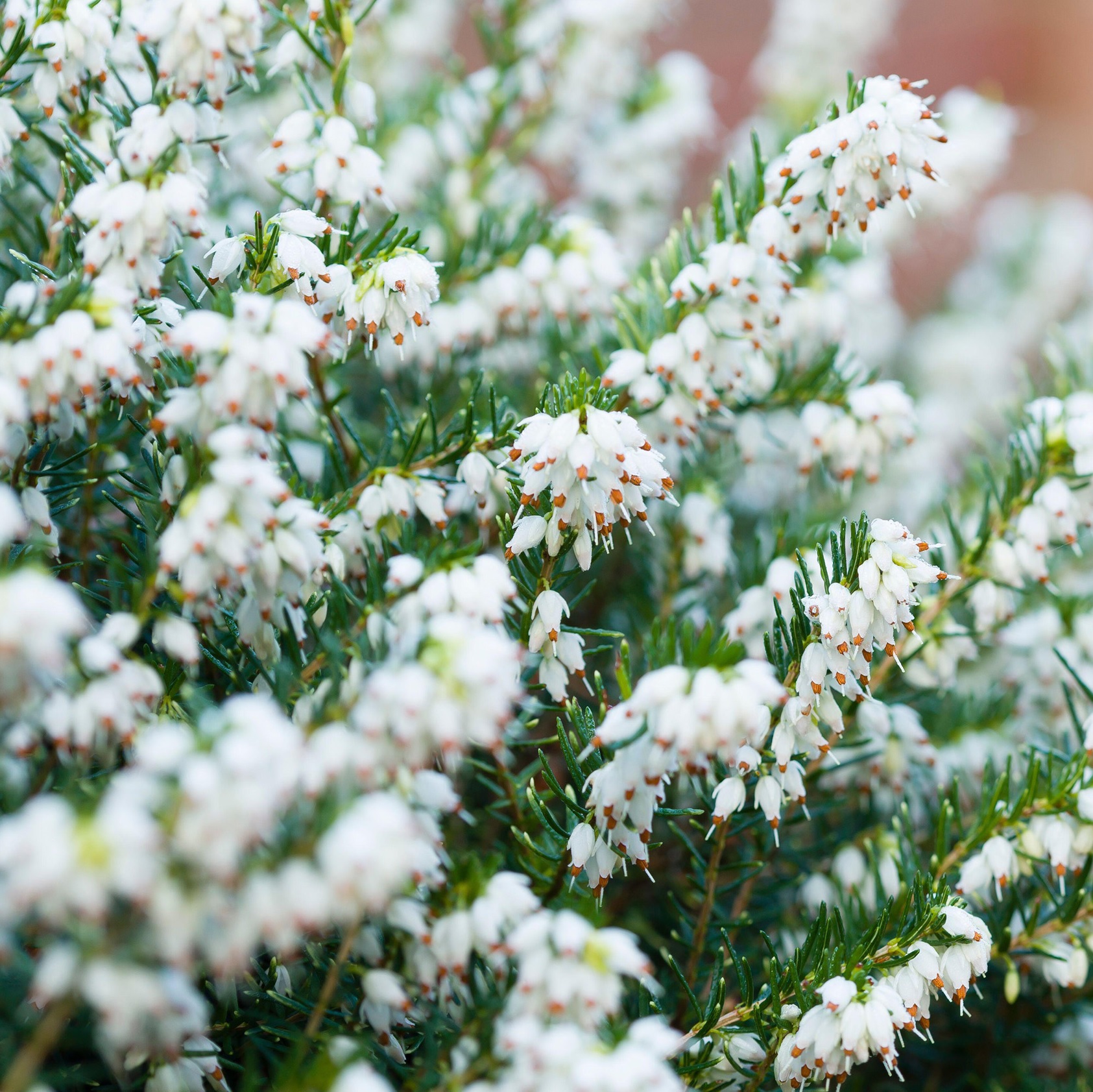 Erica darly.  Wit / Blanc