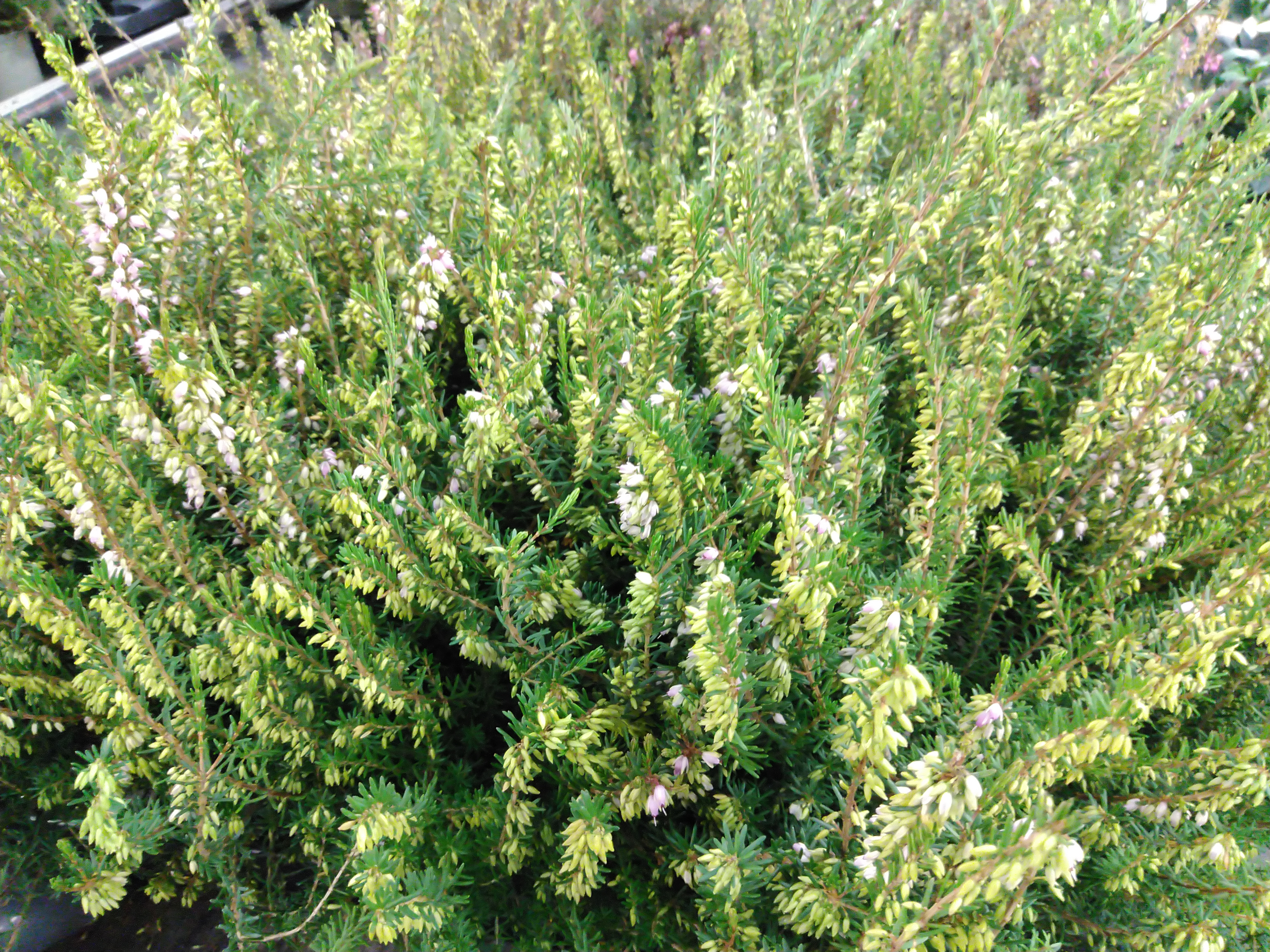 Erica darlyensis - Winterheide