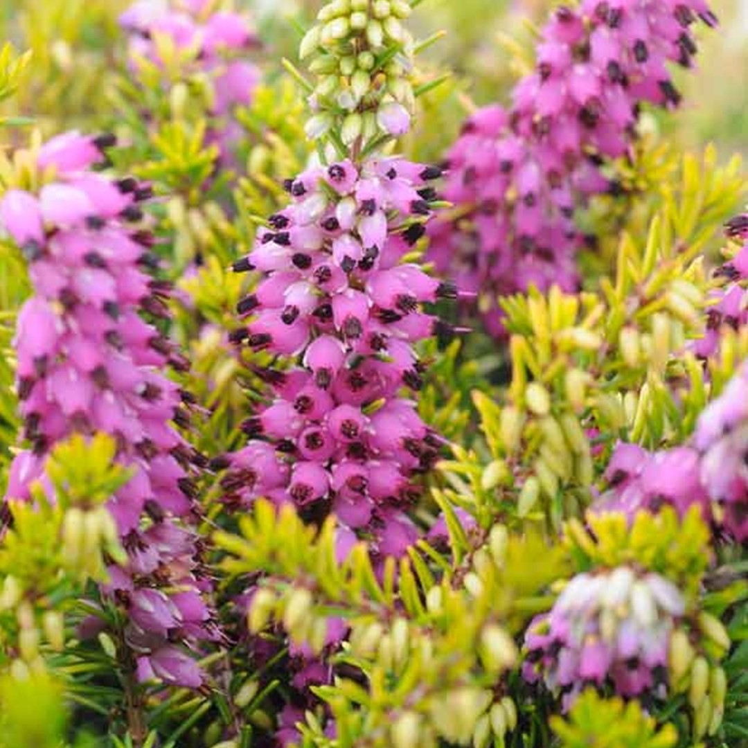 Erica darleyensis 'Eva Gold' Erica darleyensis 'Eva Gold'