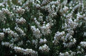 Erica darlyensis - Winterheide