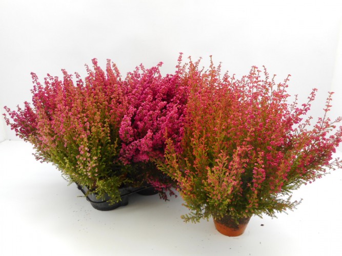 Erica gracilis rood - rouge Erica gracilis rood - rouge