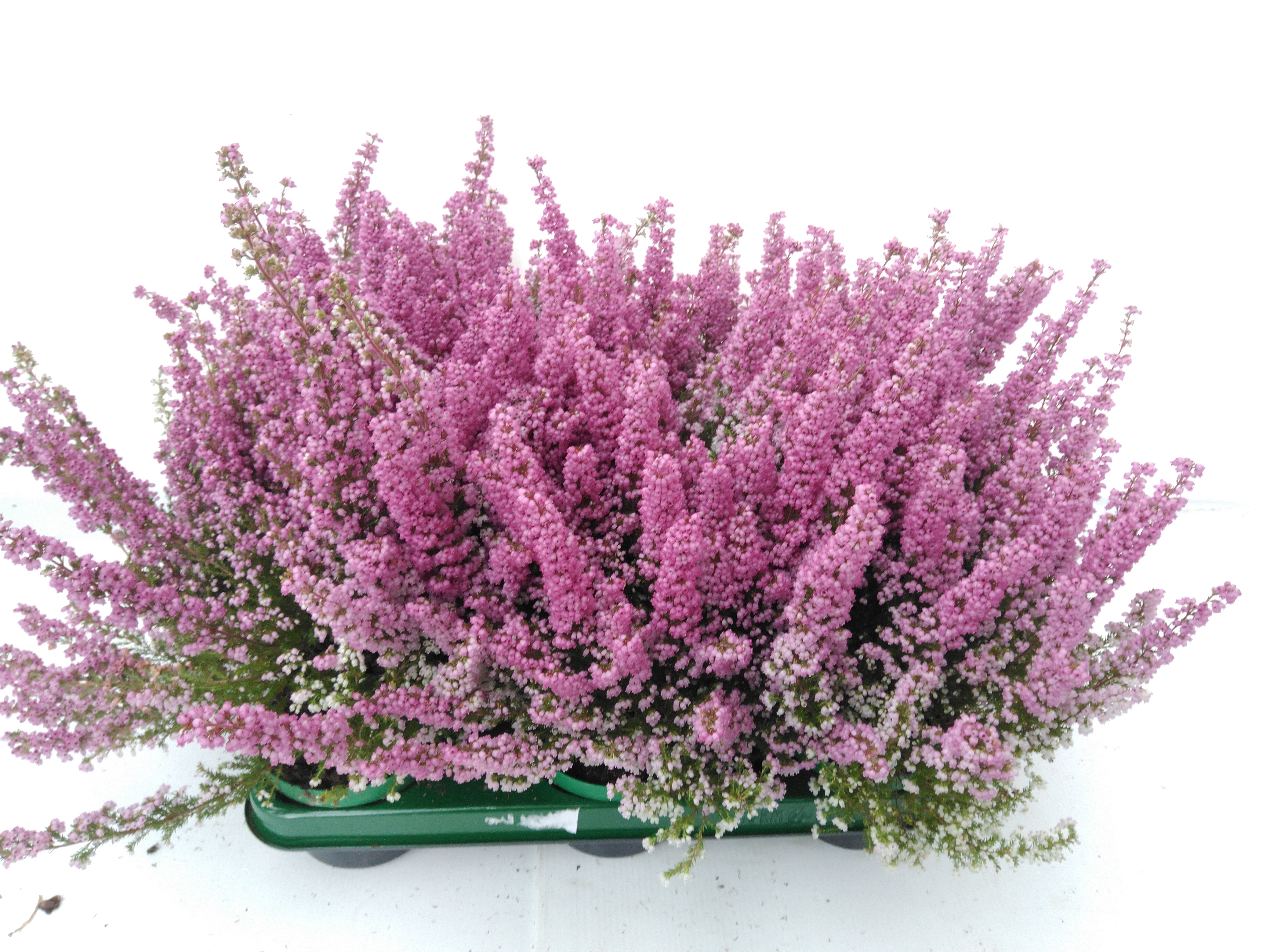 Erica gracilis 'Bea Queen Sylvia' roze diameter 13/15 Erica gracilis 'Bea Queen Sylvia' roze diameter 13/15
