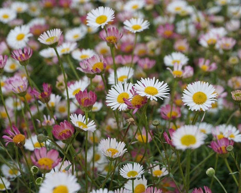 Erigeron karvinskianus Erigeron karvinskianus