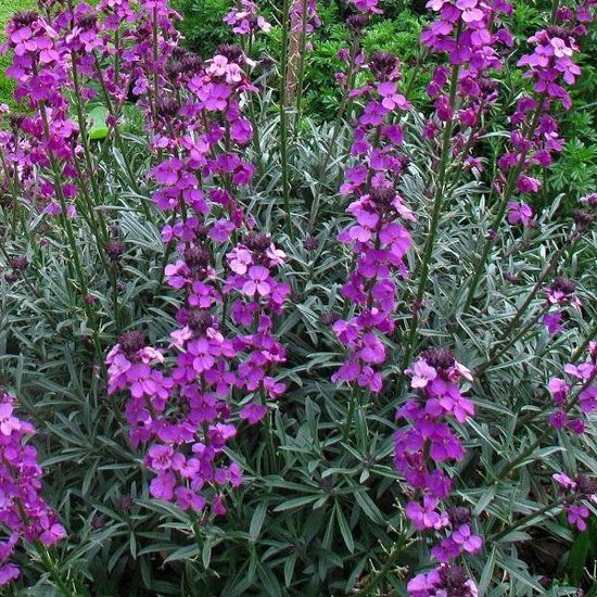 Erysimum linifolium 'Bowles Mauve' Erysimum linifolium 'Bowles Mauve'