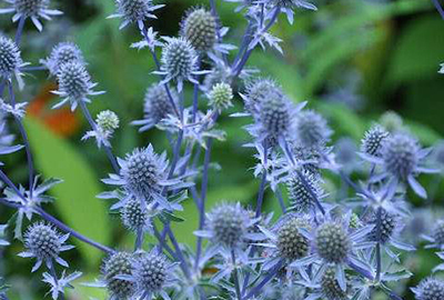Eryngium Planum Eryngium Planum