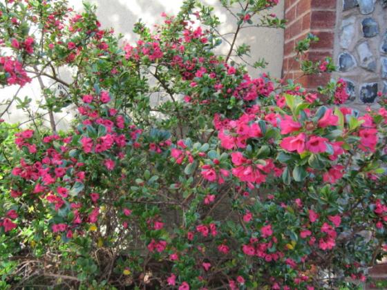 Escallonia 'Dart's Rosyred' Escallonia 'Dart's Rosyred'