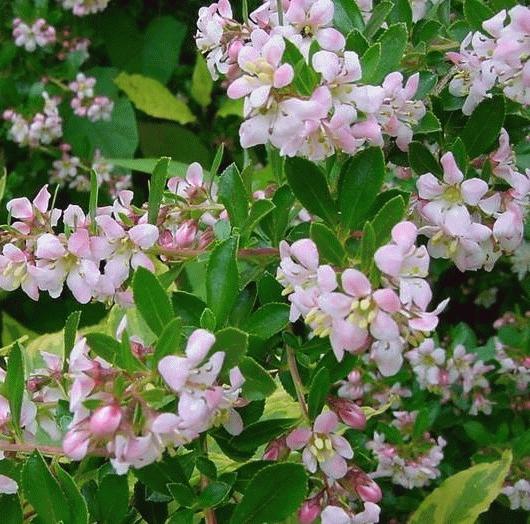 Escallonia 'Donard Seedling' Escallonia 'Donard Seedling'