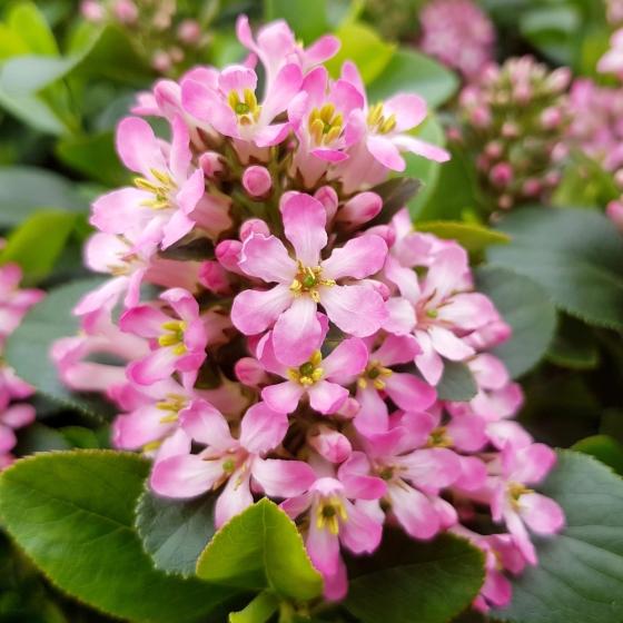 Escallonia 'Pink Elle' Escallonia 'Pink Elle'
