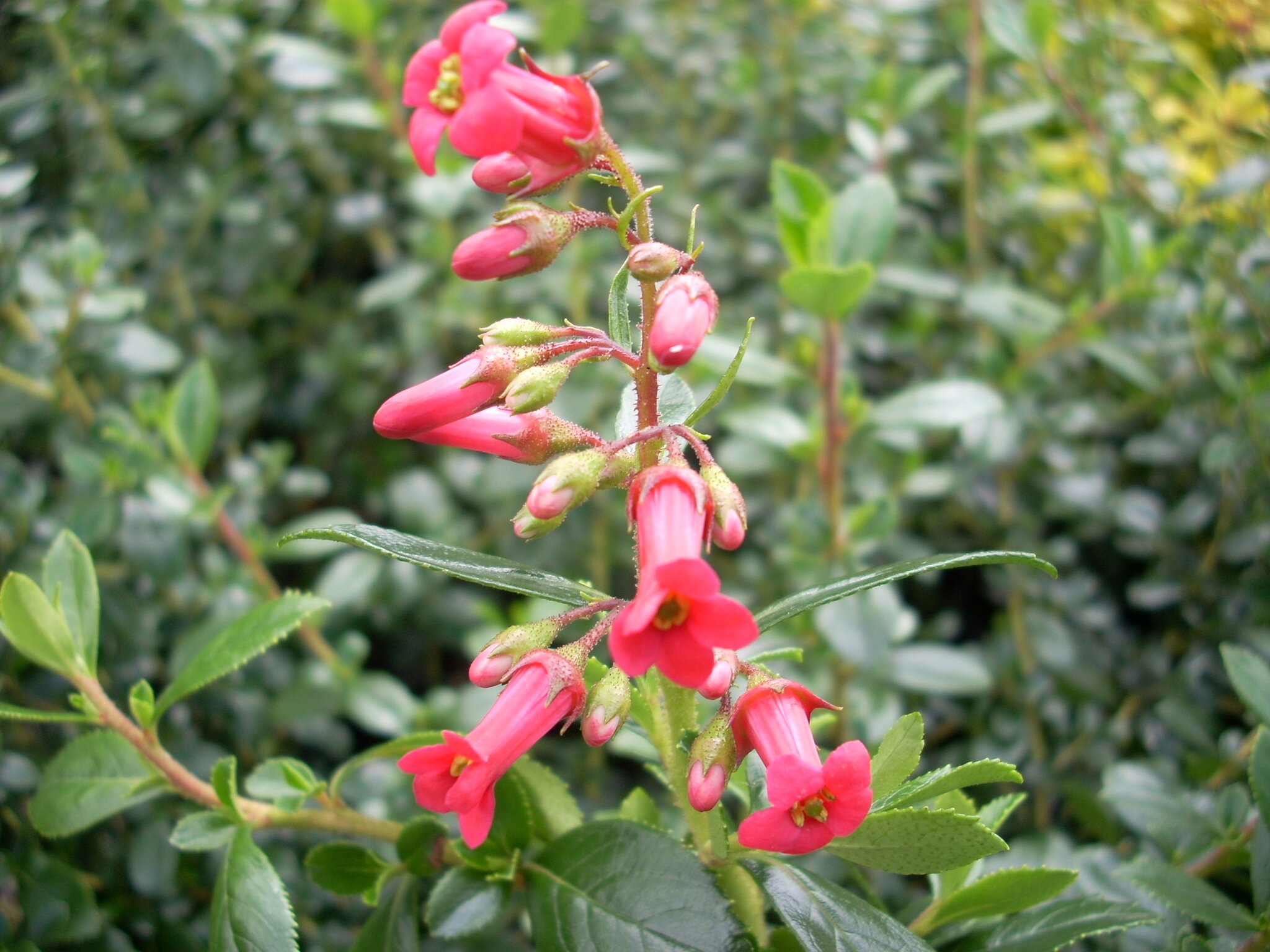 Escallonia rubra 'Crimson Spire' Escallonia rubra 'Crimson Spire'