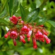 Escallonia 'Red Dream' Escallonia 'Red Dream'