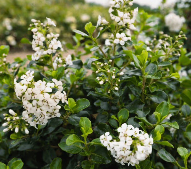 Escallonia 'Trulli' ® - Best Select Escallonia 'Trulli' ® - Best Select