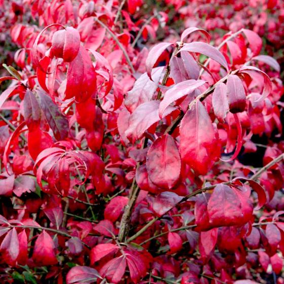 Euonymus alatus 'Compactus' Euonymus alatus 'Compactus'