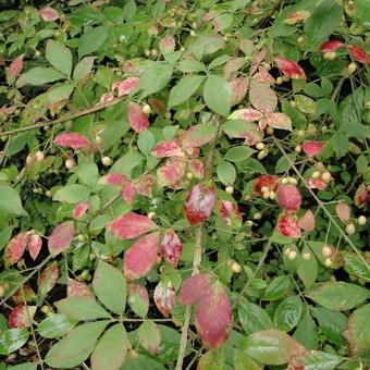 Euonymus alatus Euonymus alatus