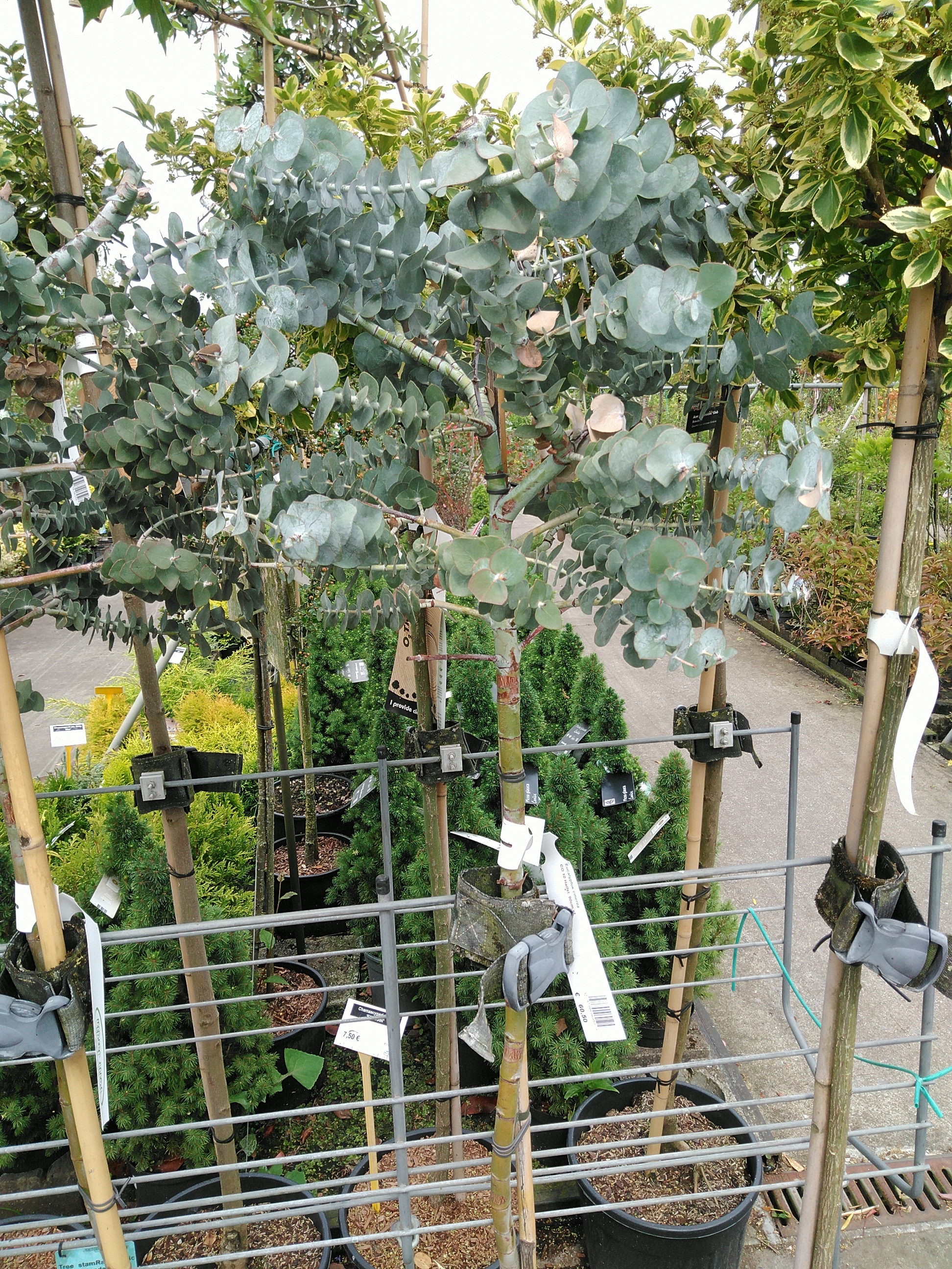 Eucalyptus cinerea