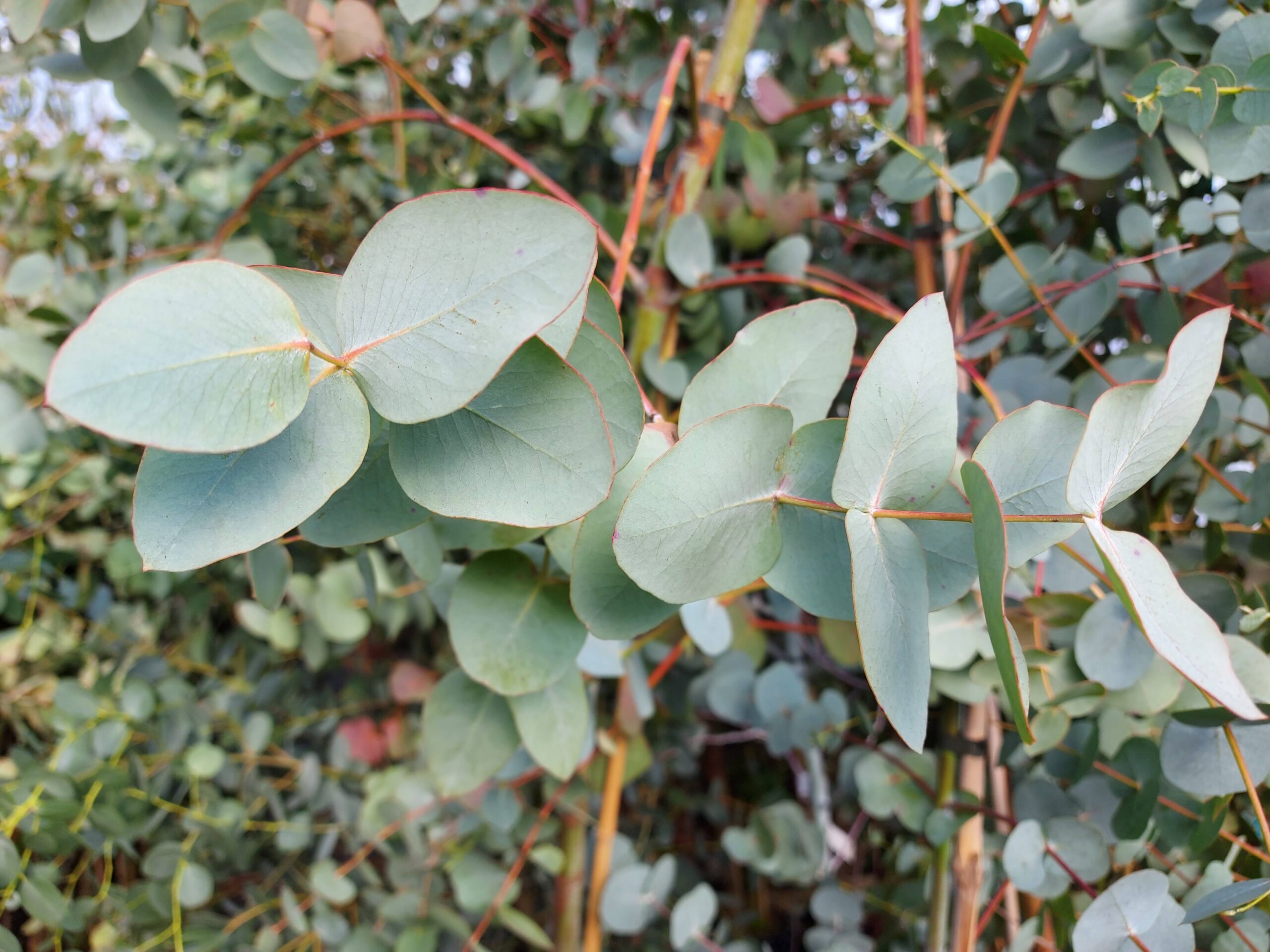 Eucalyptus cir. 'Silver Dollar'