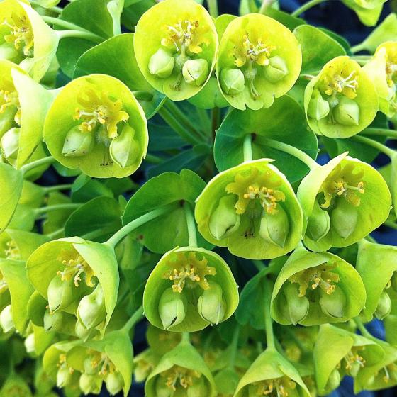 Euphorbia char. 'Wulfenii'