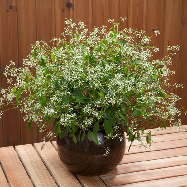 Euphorbia 'Diamond Frost' Euphorbia 'Diamond Frost'