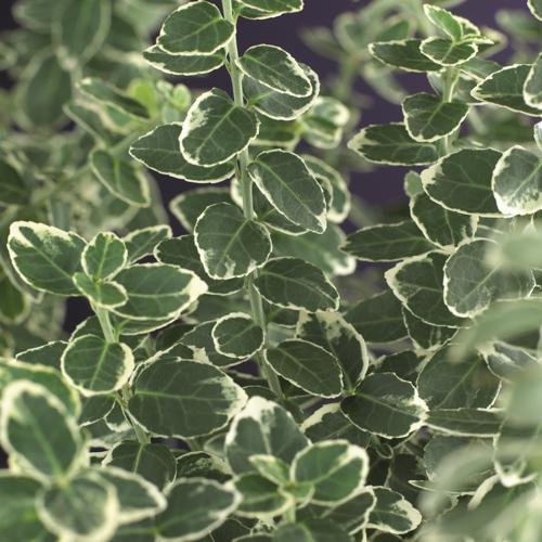 Euonymus fort. 'Emerald Gaiety' Euonymus fort. 'Emerald Gaiety'