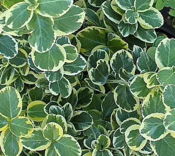 Euonymus fort. 'Canadale Gold' Euonymus fort. 'Canadale Gold'