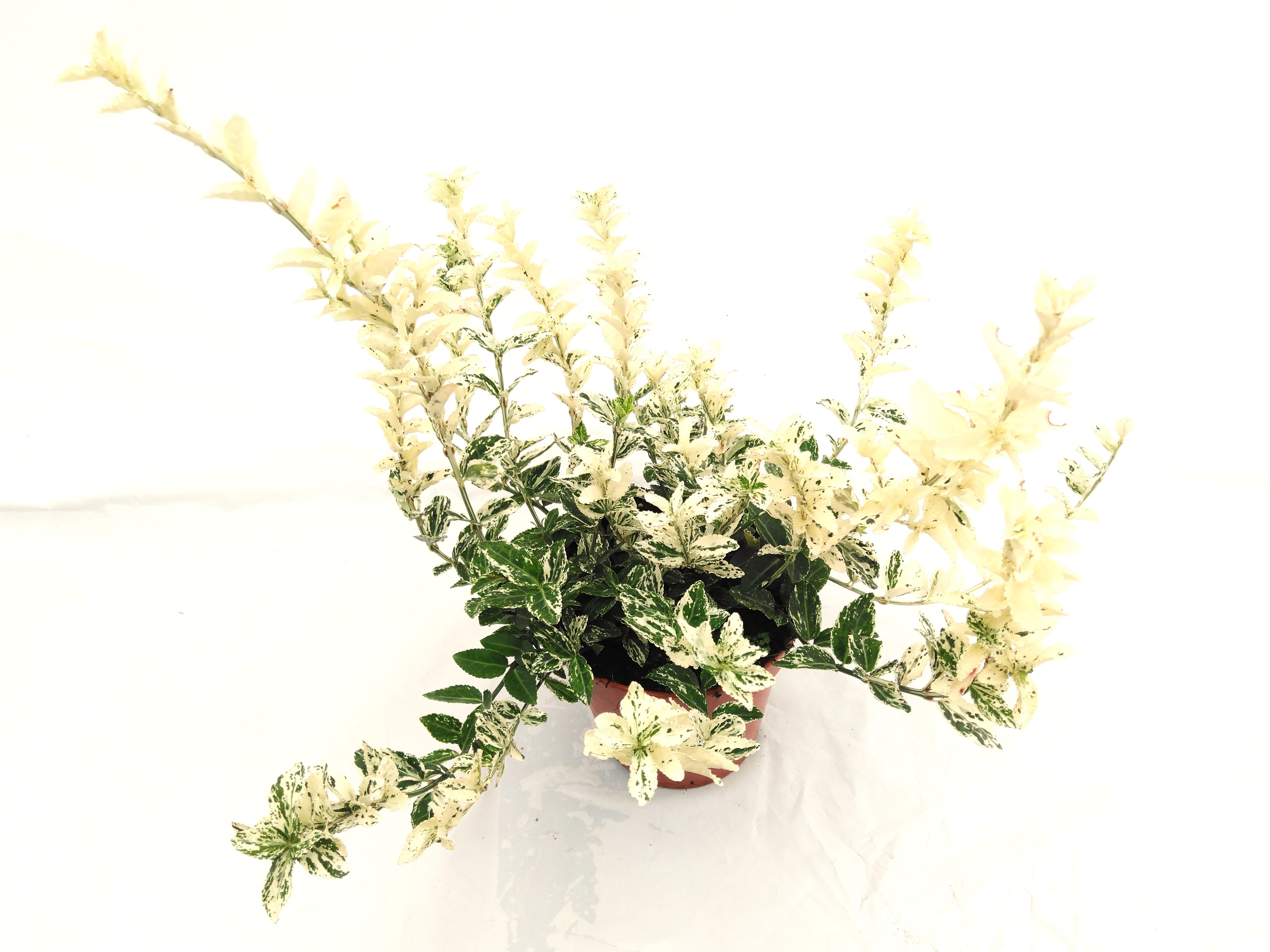 Euonymus for. 'Harlequin'