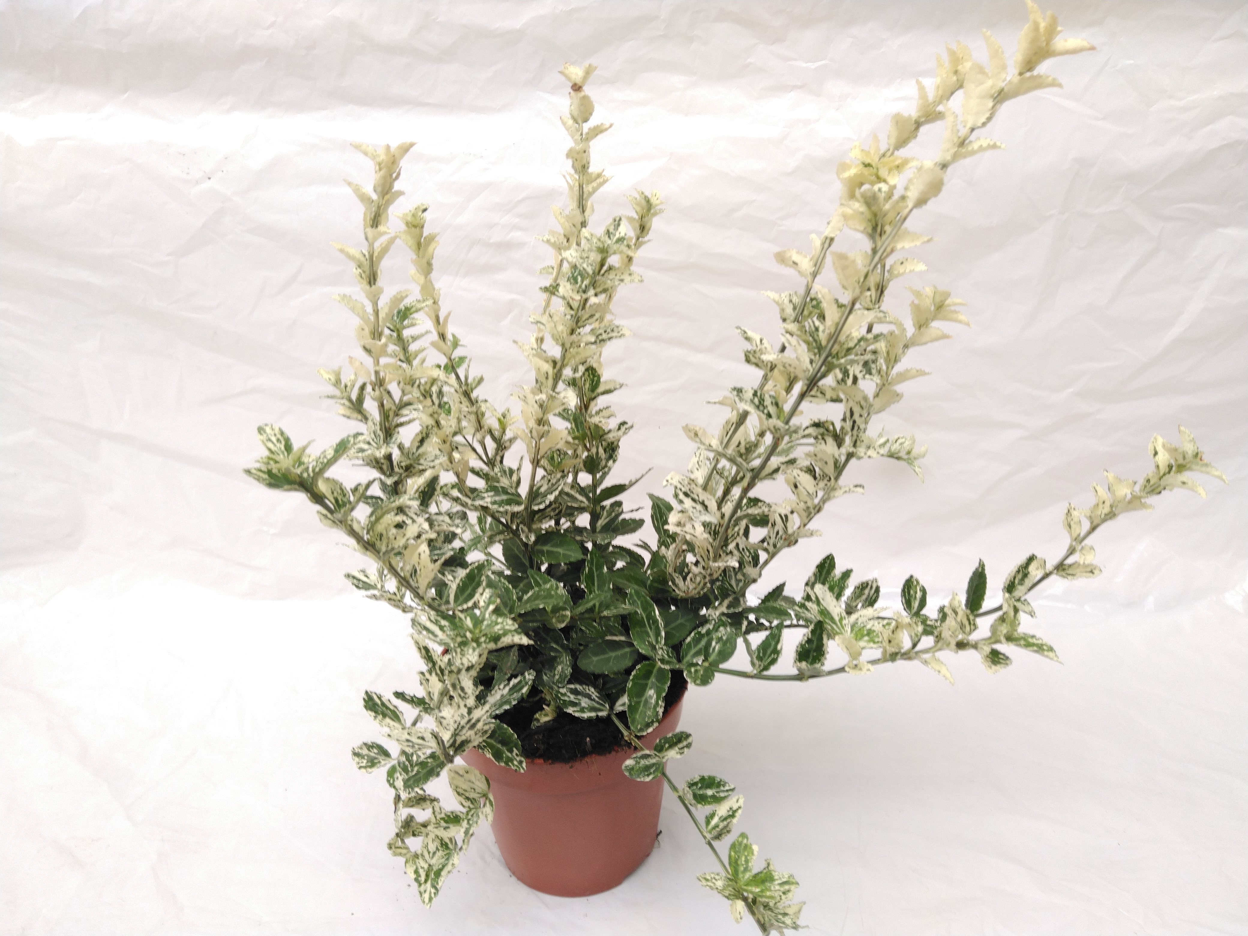 Euonymus for. 'Harlequin'