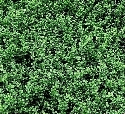 Euonymus for. 'Minimus' Euonymus for. 'Minimus'