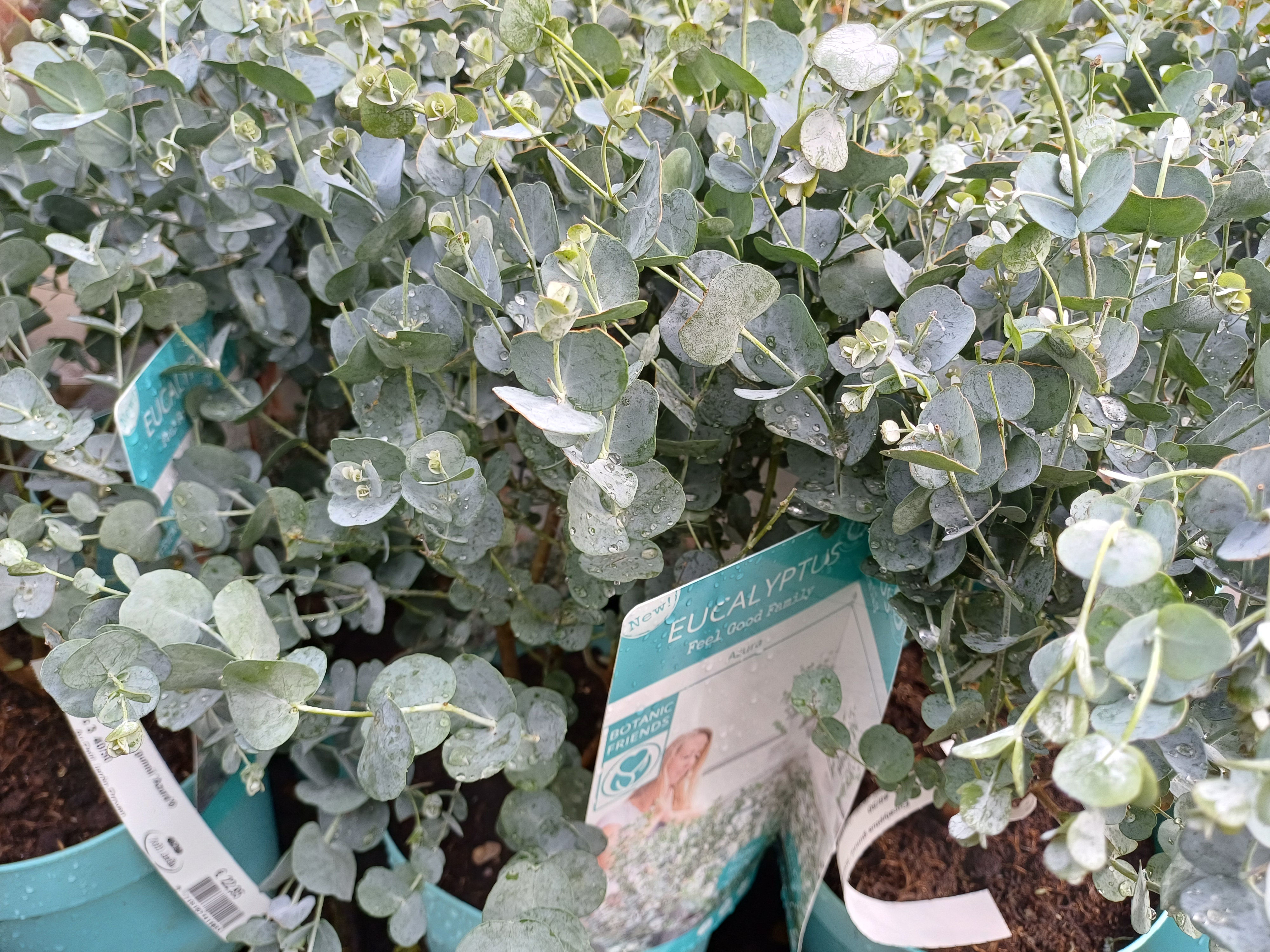 Eucalyptus gunni 'Azzura'