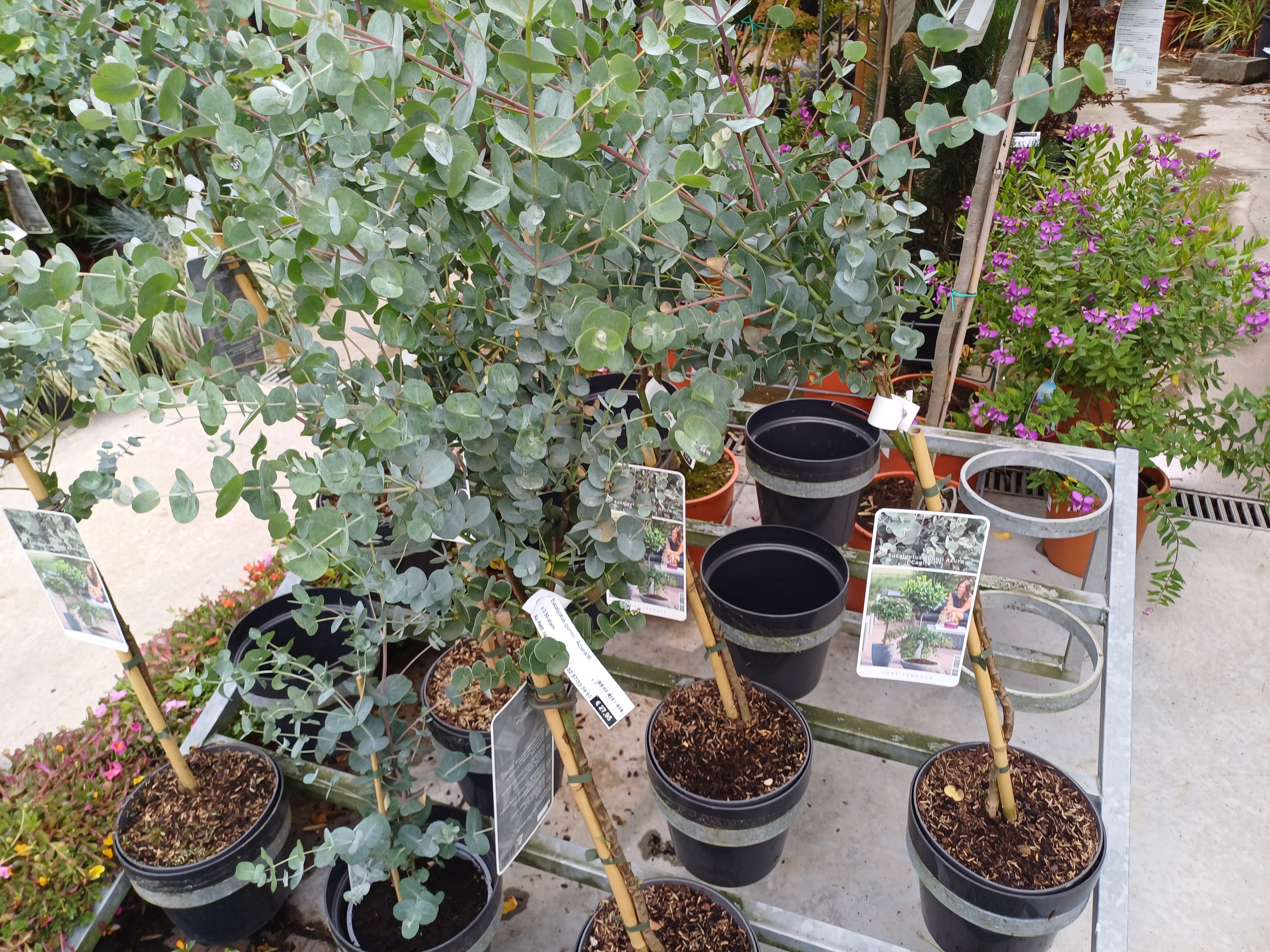 Eucalyptus gunni 'Azzura'