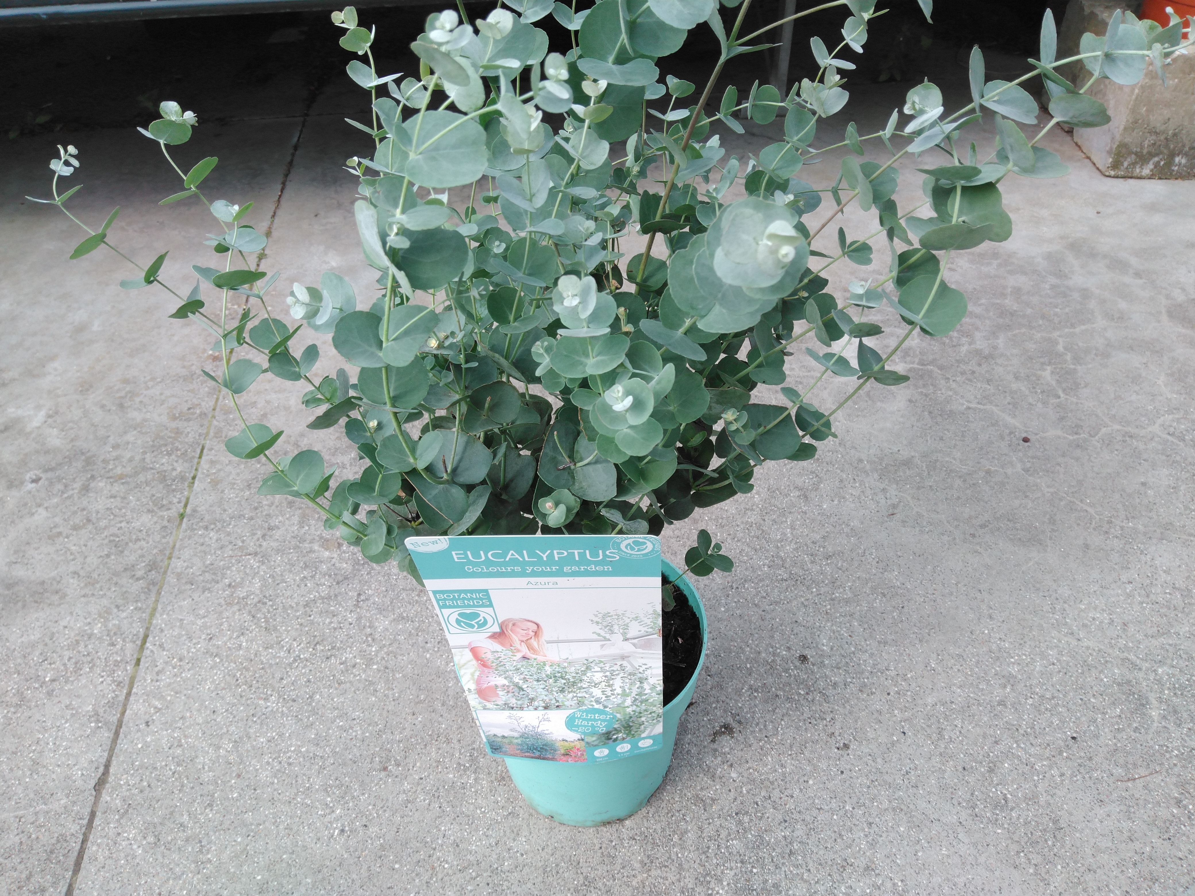 Eucalyptus gunnii Eucalyptus gunnii