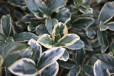 Euonymus jap. 'Albomarginatus' Euonymus jap. 'Albomarginatus'