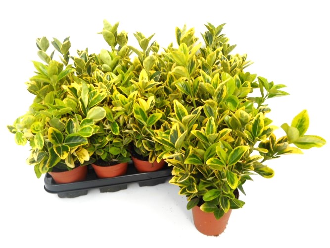 Euonymus jap. 'Aureus'   geel-groen blad