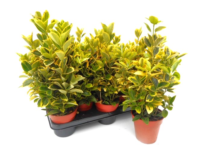 Euonymus jap. 'Aureus'   geel-groen blad