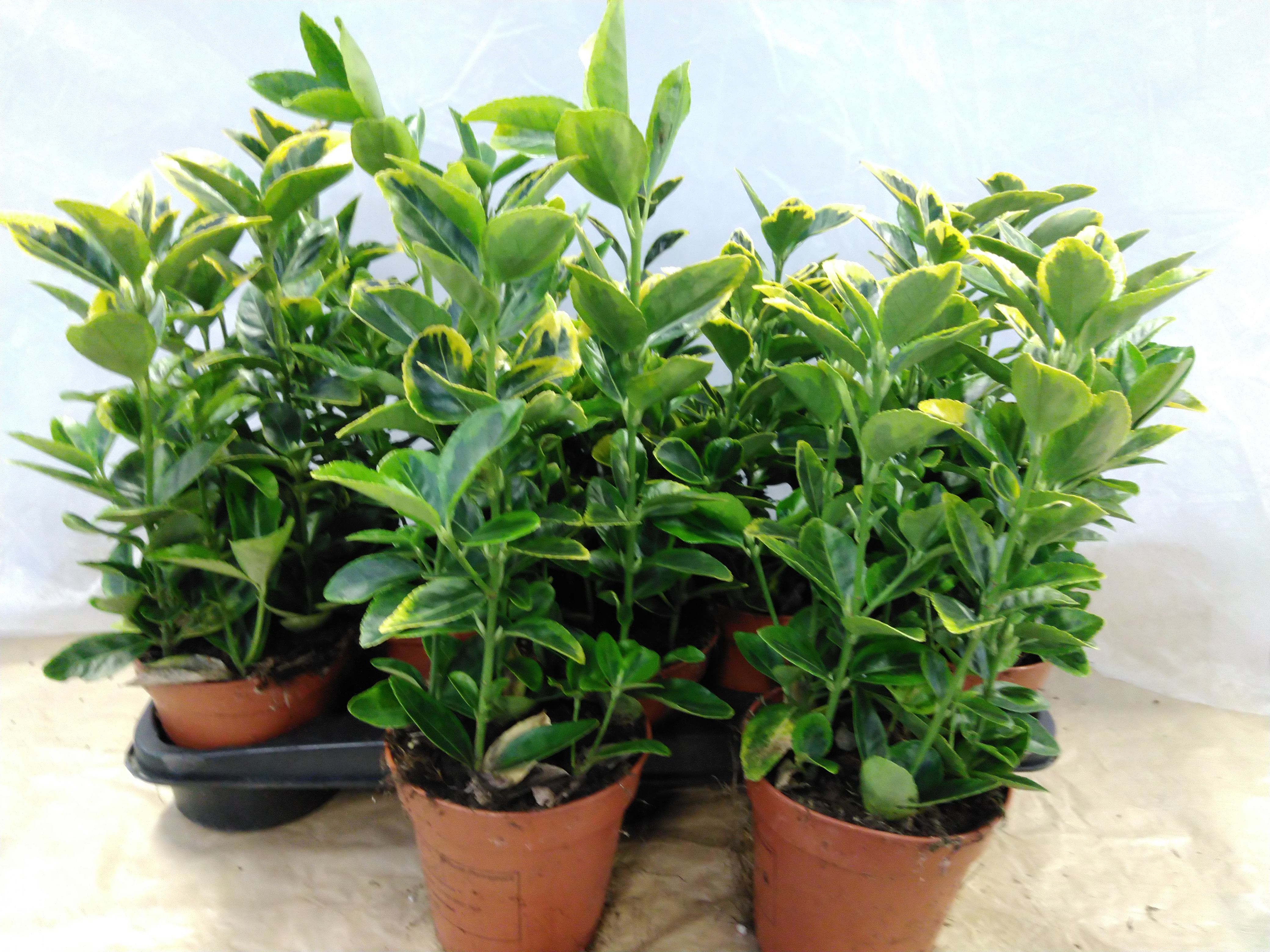 Euonymus jap. 'Aureus'   geel-groen blad