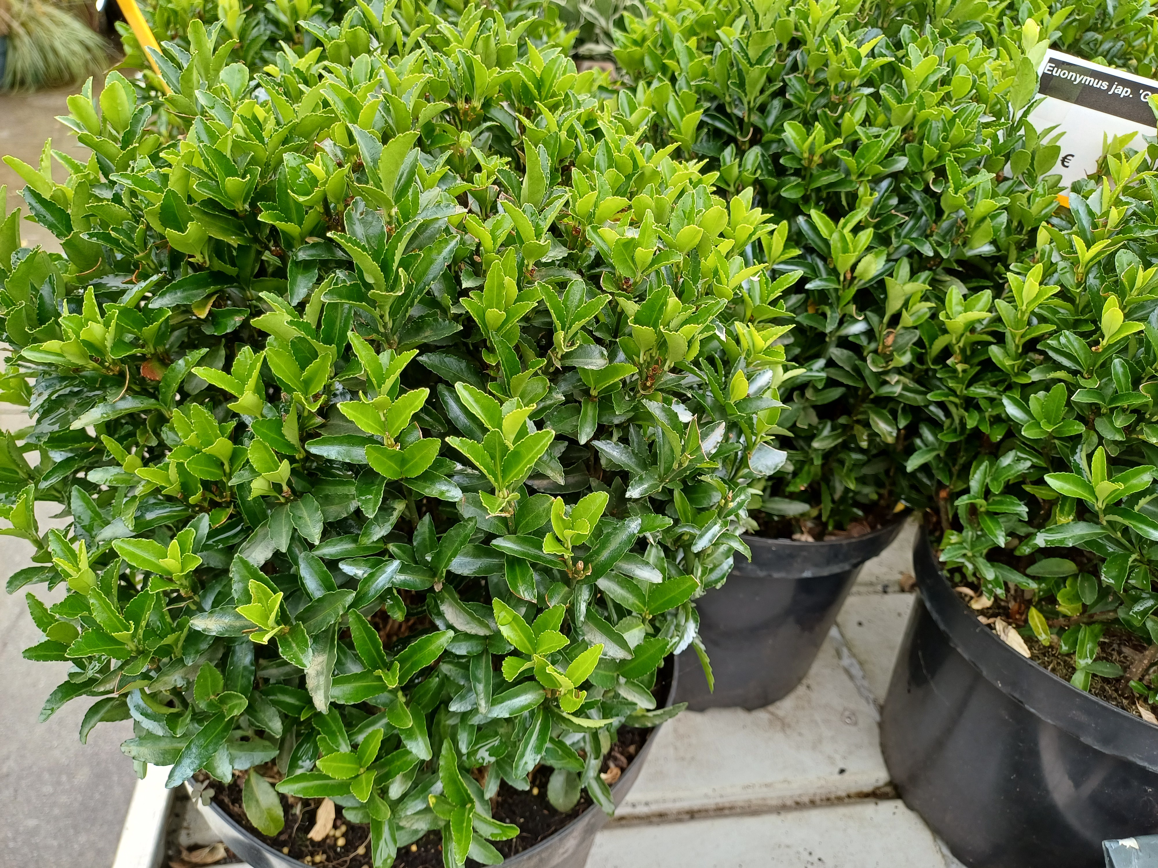 Euonymus jap. 'Green Spire'
