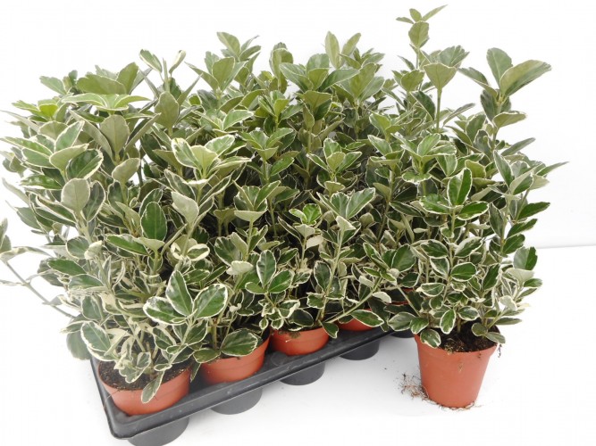 Euonymus j. 'Kathy'   wit-groen blad