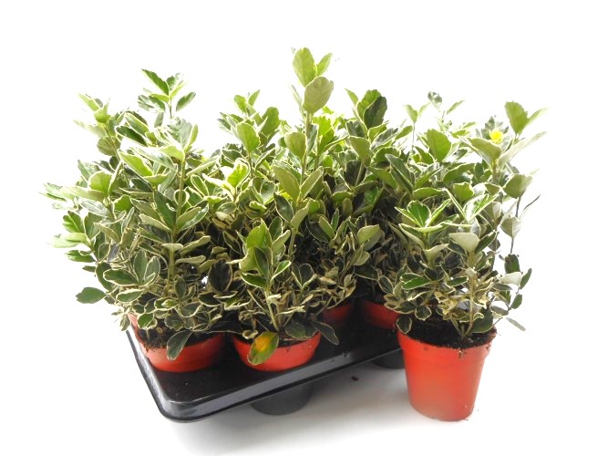 Euonymus j. 'Kathy'   wit-groen blad