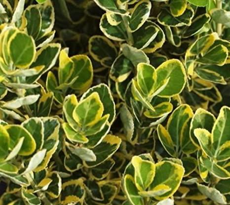 Euonymus j. 'Marieke'