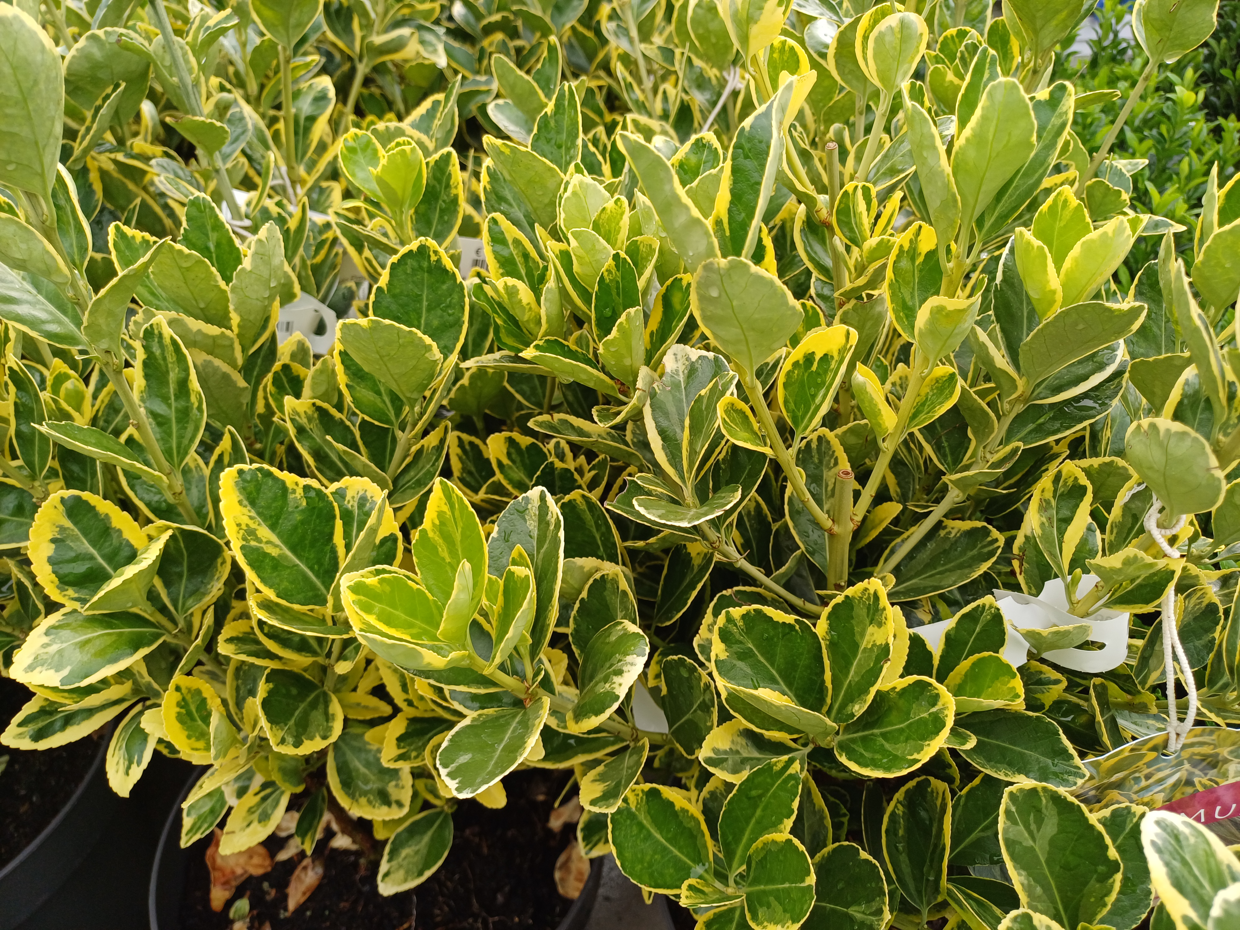 Euonymus j. 'Marieke'