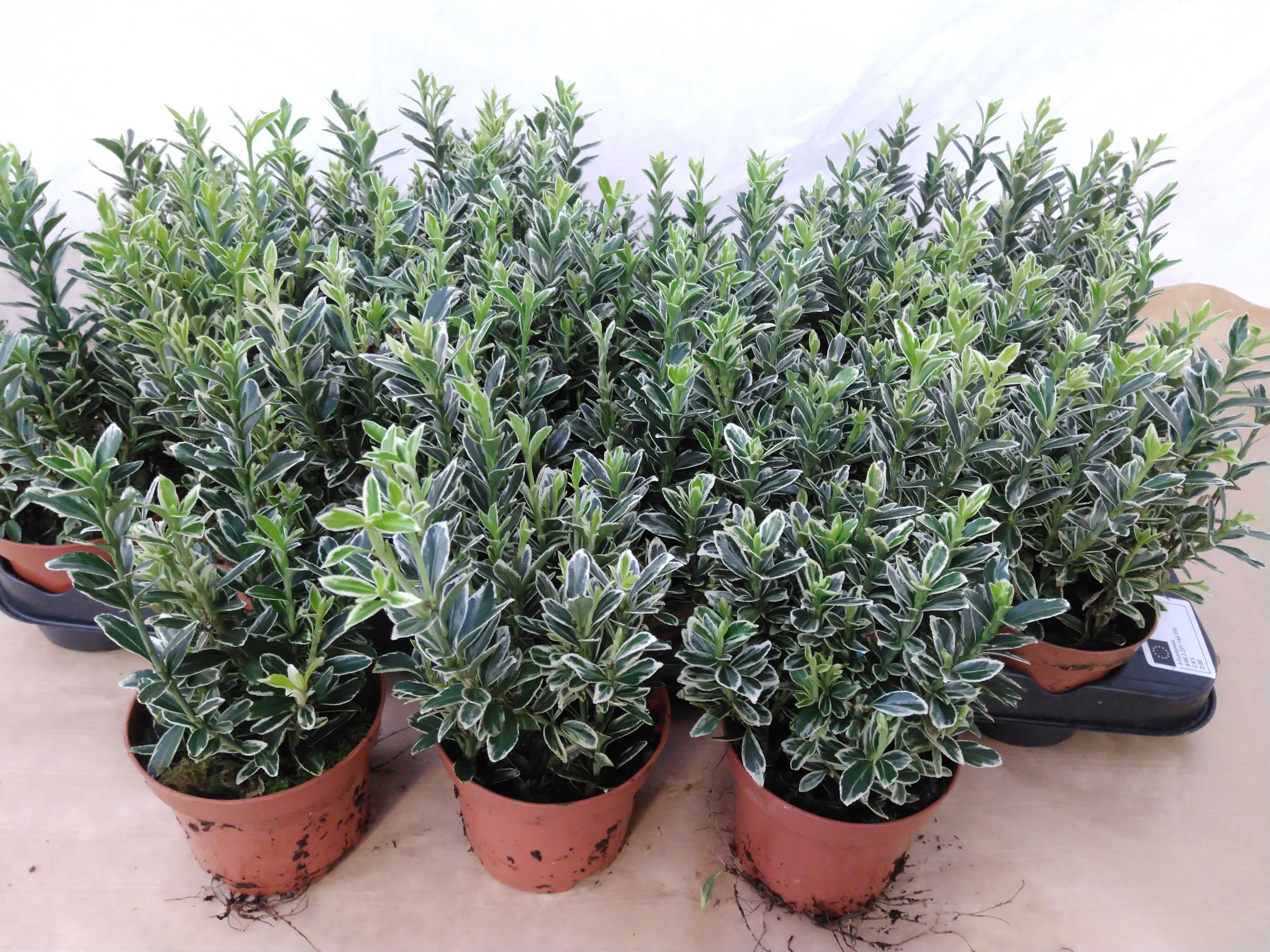 Euonymus j. 'Mic. Albovariegatus'
