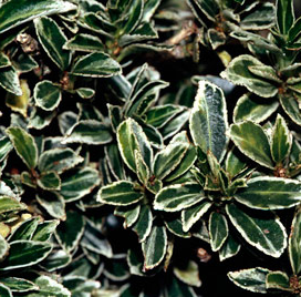Euonymus jap. 'Micr. Albovariegatus'