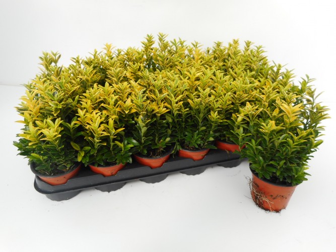 Euonymus j. 'Mic. Aureomarginatus' Euonymus j. 'Mic. Aureomarginatus'