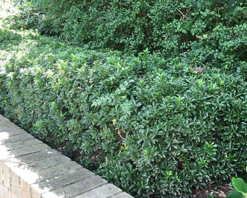 Euonymus japonicus  gemengd
