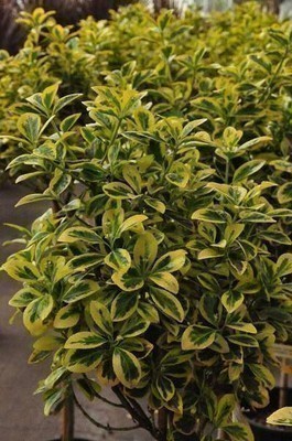 Euonymus Aureo Euonymus Aureo