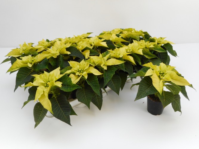 Euphorbia pulc. 'Alaska' White 5+ Euphorbia pulc. 'Alaska' White 5+