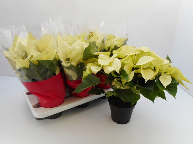 Euphorbia pulc. 'Alaska'  White 5+ 