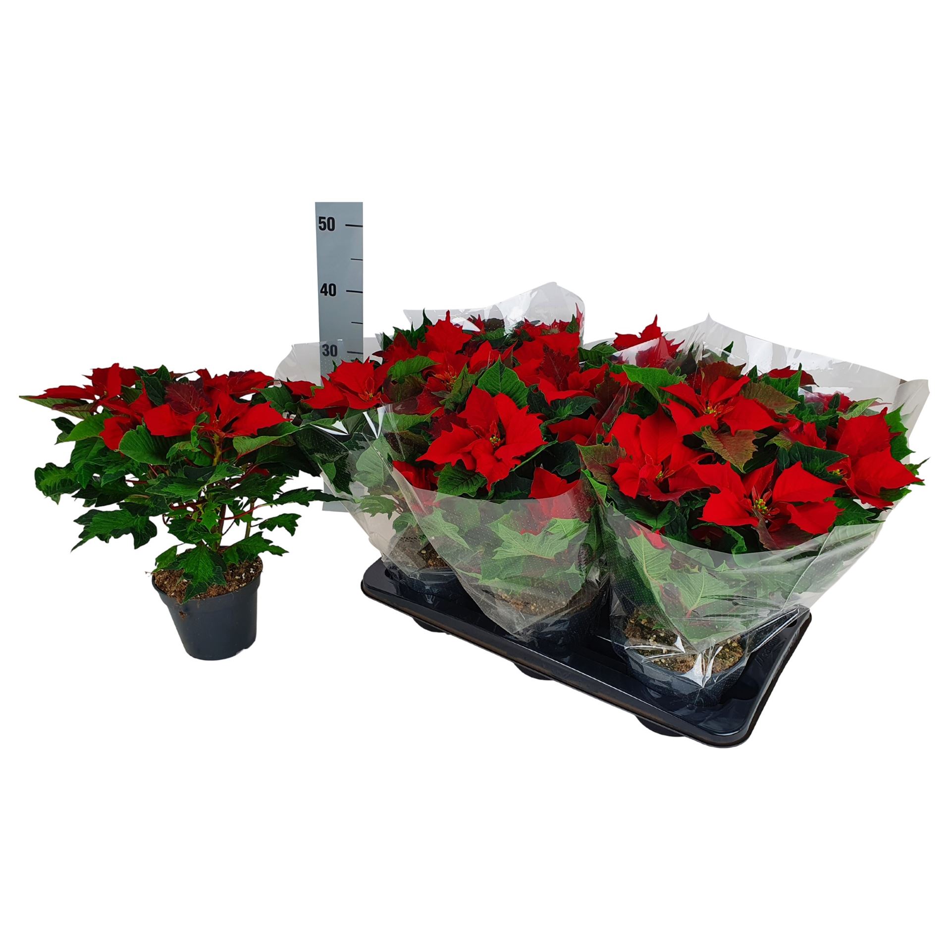Euphorbia pulc. 'Art Deco eikenblad'  5+ heads