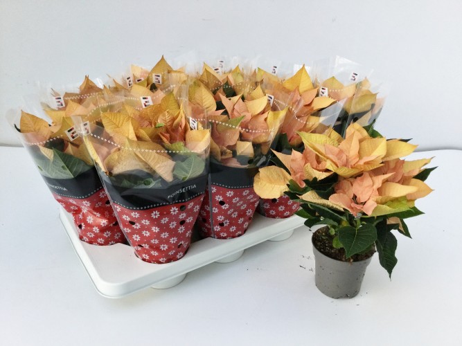 Euphorbia pulch. 'Autumn Leaves'  geel-zalm
