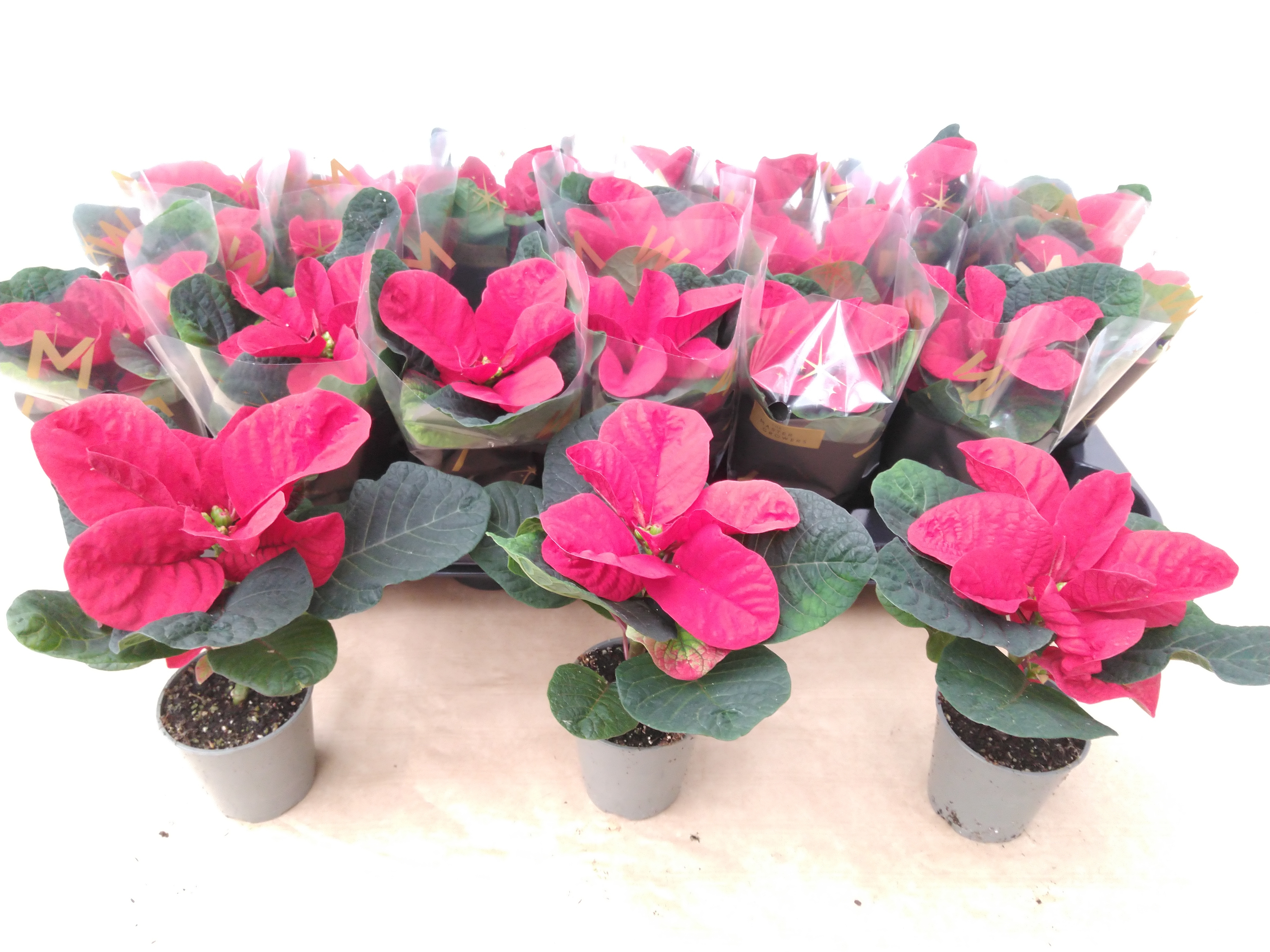 Euphorbia pulc. 'Christ Mouse' rood rondbladig